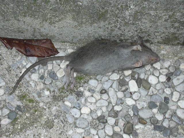 piccolo di ratto