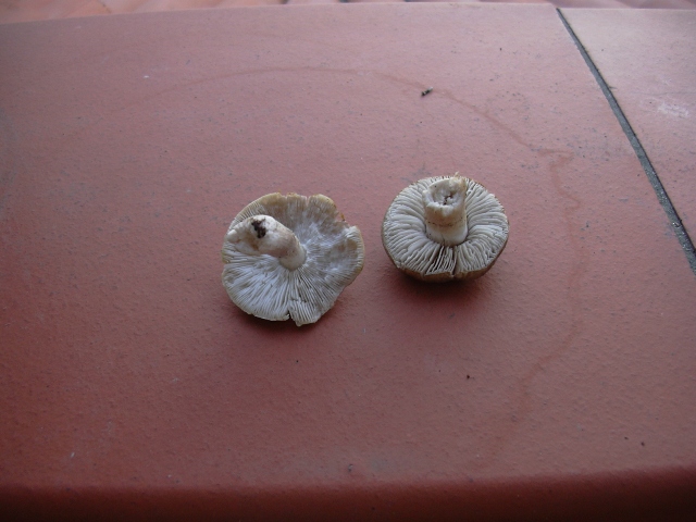 entrambi Tricholoma terreum?