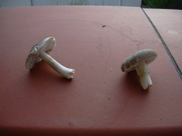 entrambi Tricholoma terreum?