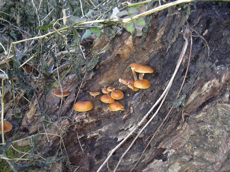 in campagna