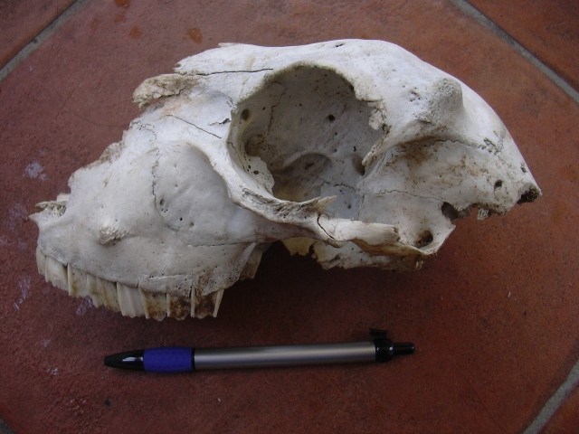 cranio di?