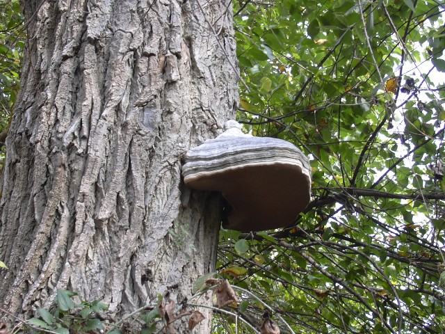 ligneo (Fomes fomentarius)