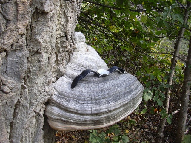 ligneo (Fomes fomentarius)