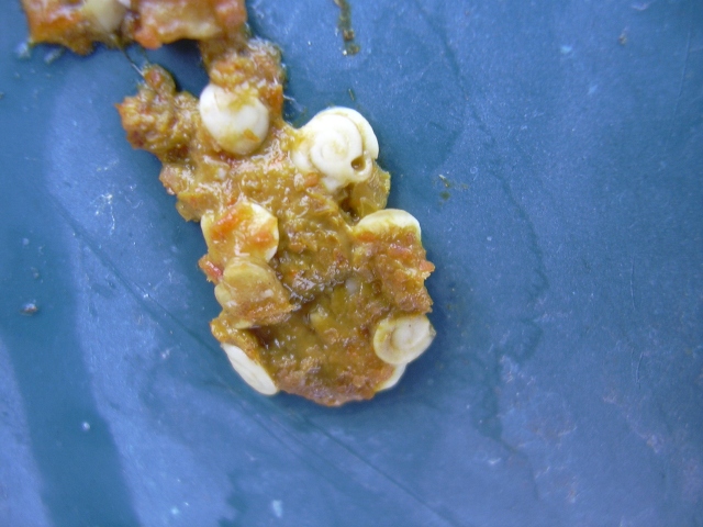 il contenuto di una fatta