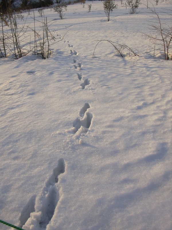 tracce di lepre