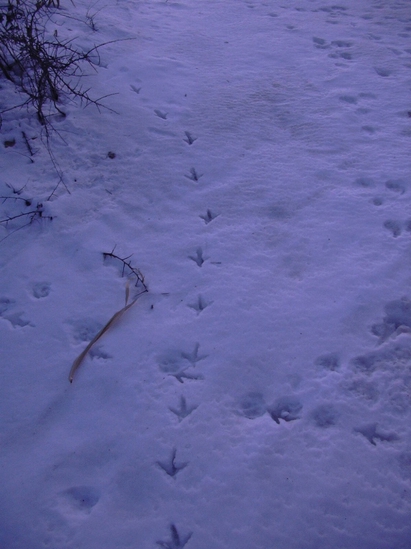 fagiano (?) con atterraggio