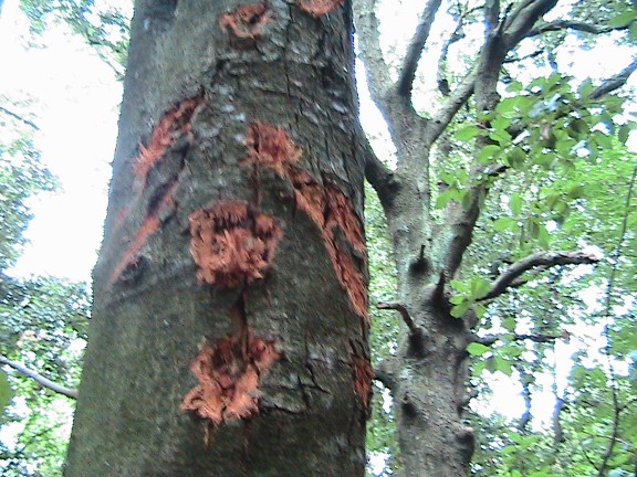 Inquietanti tracce in una villa...al centro di Roma!!!