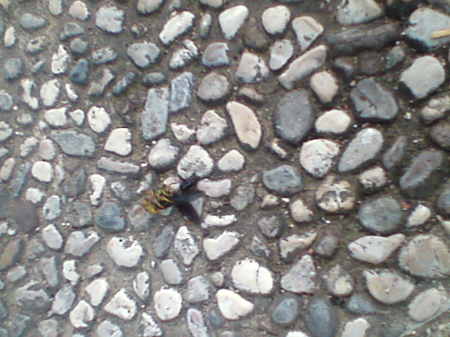 pterotomia (Vespula che cattura e mutila un dittero)