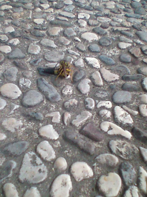 pterotomia (Vespula che cattura e mutila un dittero)
