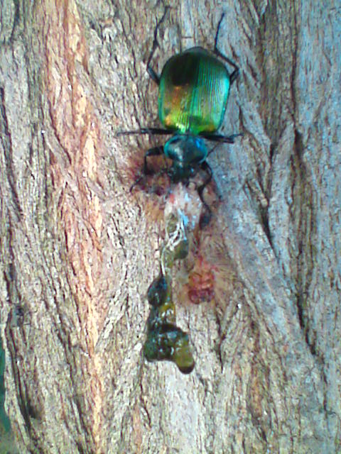 lauto pasto (Calosoma sicophanta con bruco)