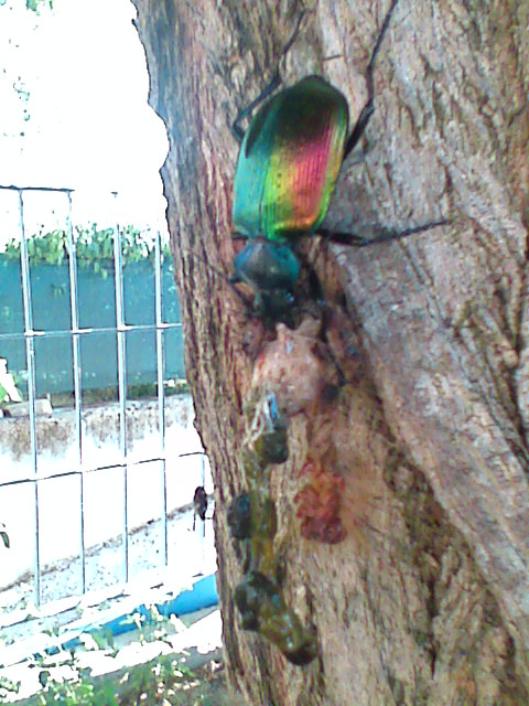 lauto pasto (Calosoma sicophanta con bruco)