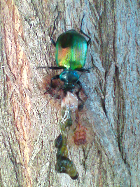 lauto pasto (Calosoma sicophanta con bruco)