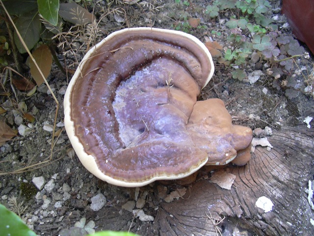 fungo coriaceo (crescita di Ganoderma sp.)