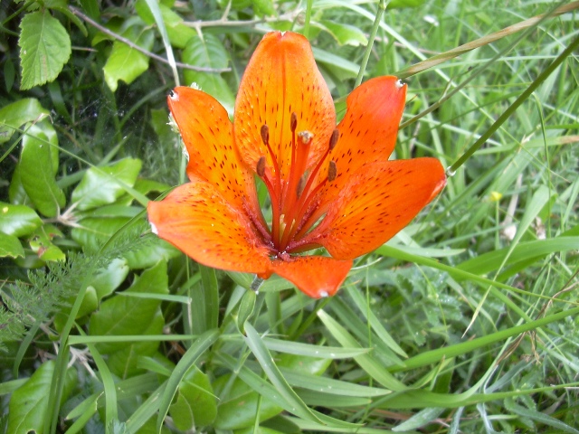 Lilium bulbiferum subsp. croceum