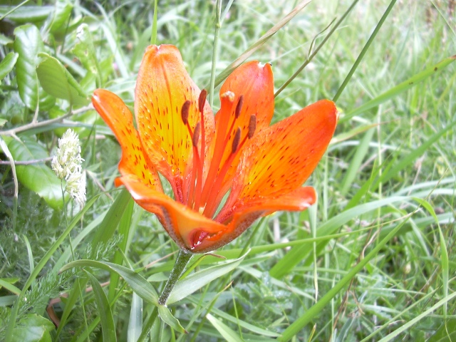 Lilium bulbiferum subsp. croceum
