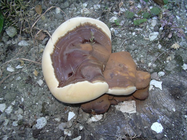 fungo coriaceo (crescita di Ganoderma sp.)