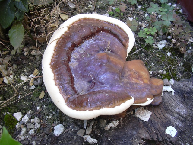 fungo coriaceo (crescita di Ganoderma sp.)