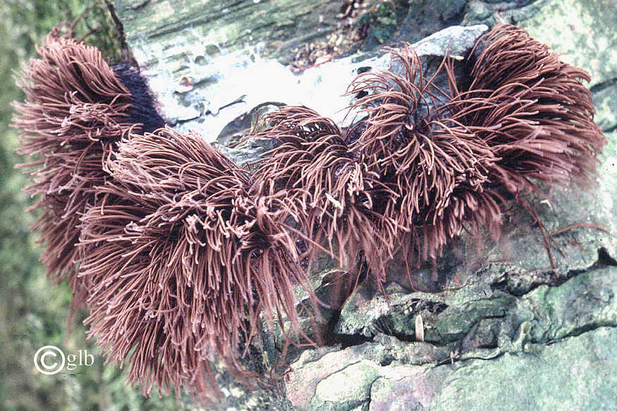 Funghi (???) troglobi
