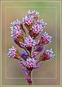 Petasites