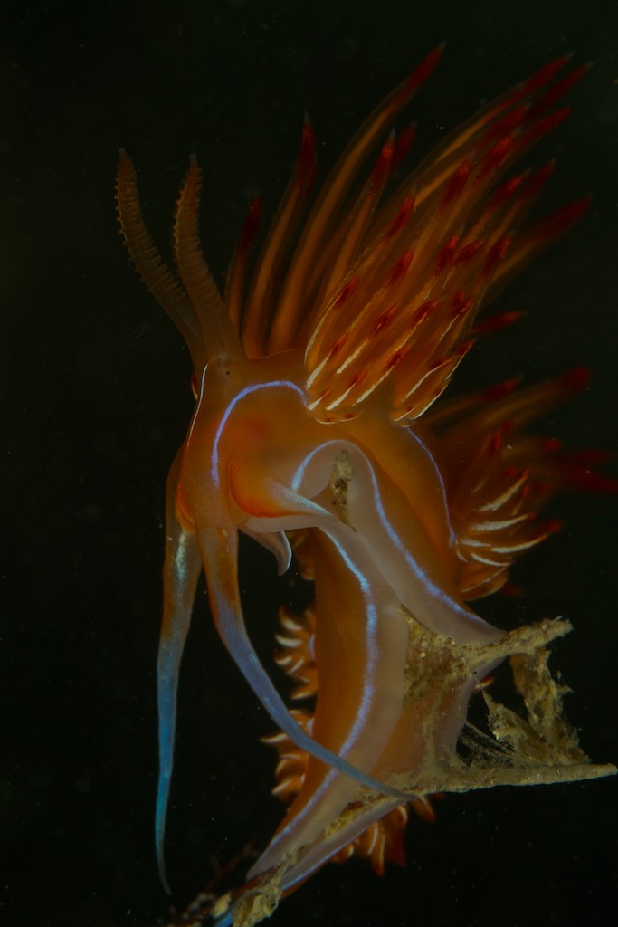 Dondice banyulensis