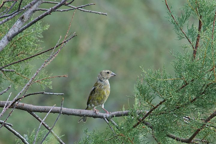 Juv. cardellino???
