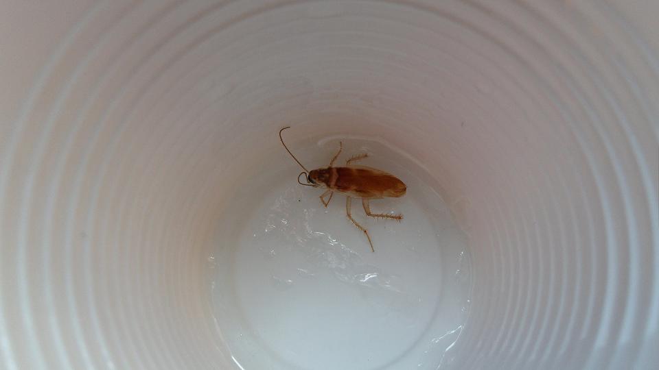 Supella longipalpa (Fabricius 1798)