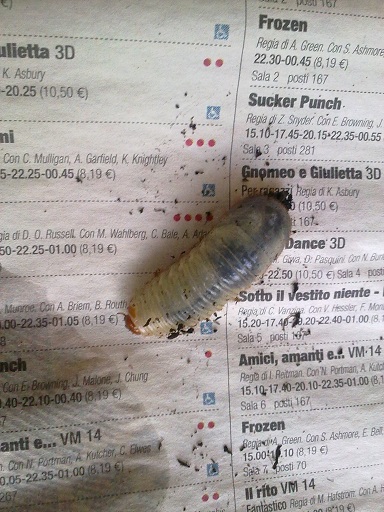 Larva di Cetoniidae?
