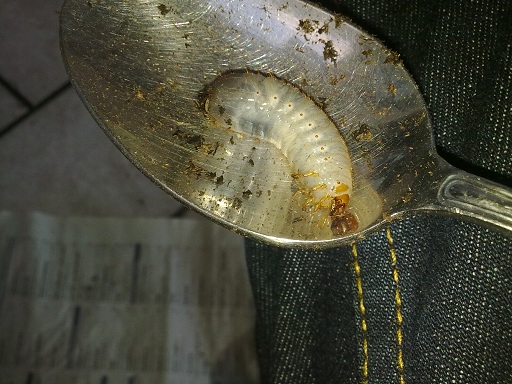 Larva di Cetoniidae?