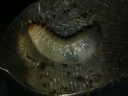 Larva di Cetoniidae?