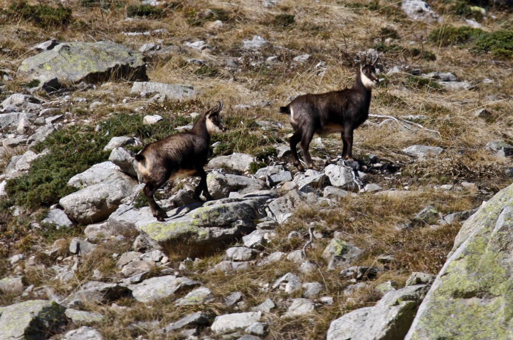 Camosci Parco Alpi Marittime