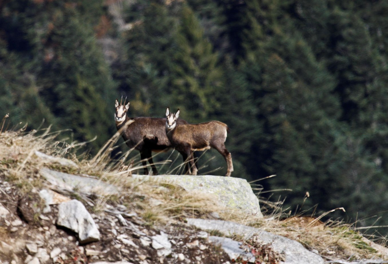 Camosci Parco Alpi Marittime
