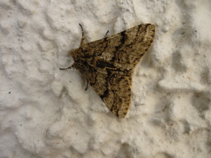 Lycia hirtaria