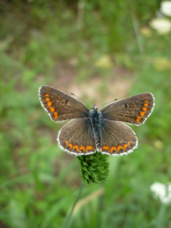 Agrodiaetus escheri ?