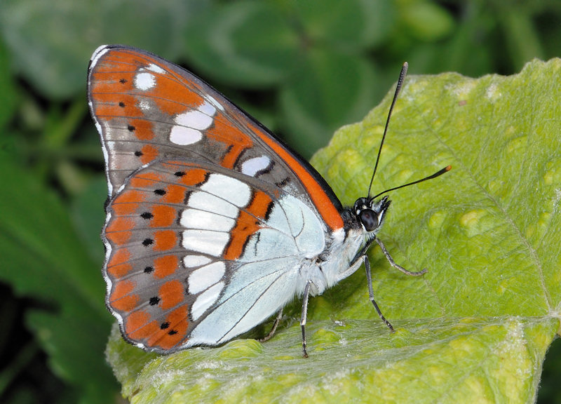 Limenitis camilla nella foresta di Jussy, Ginevra