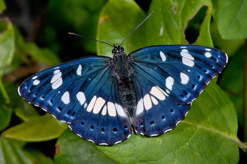 Limenitis camilla nella foresta di Jussy, Ginevra