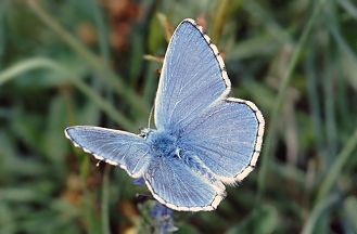 Polyommatus icarus