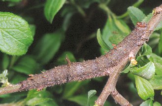 Caccia al lume vicino Ginevra, con un po'' di nuovi amici