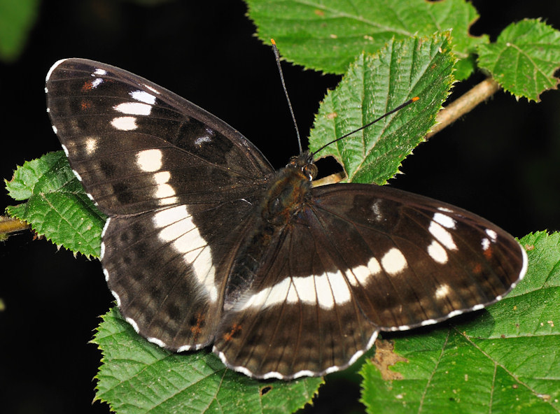 Limenitis camilla nella foresta di Jussy, Ginevra