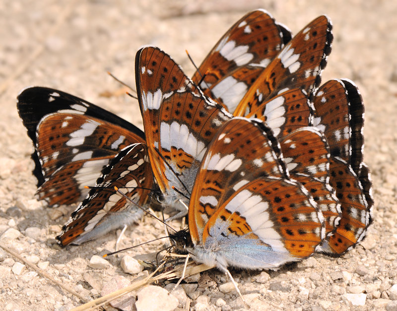 Limenitis camilla nella foresta di Jussy, Ginevra