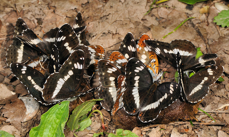 Limenitis camilla nella foresta di Jussy, Ginevra