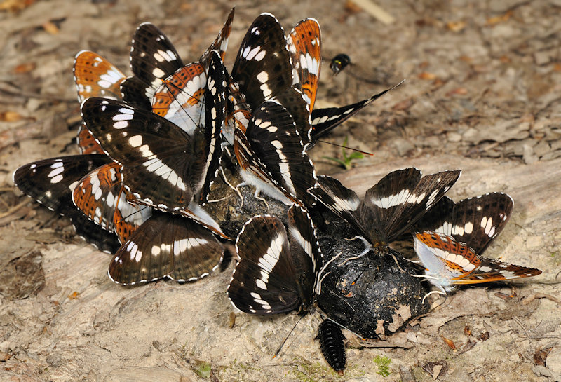 Limenitis camilla nella foresta di Jussy, Ginevra