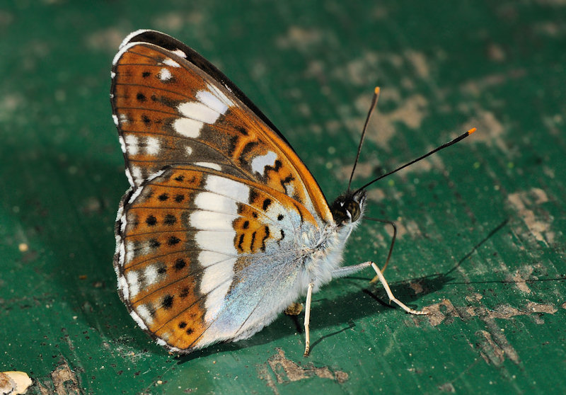 Limenitis camilla nella foresta di Jussy, Ginevra