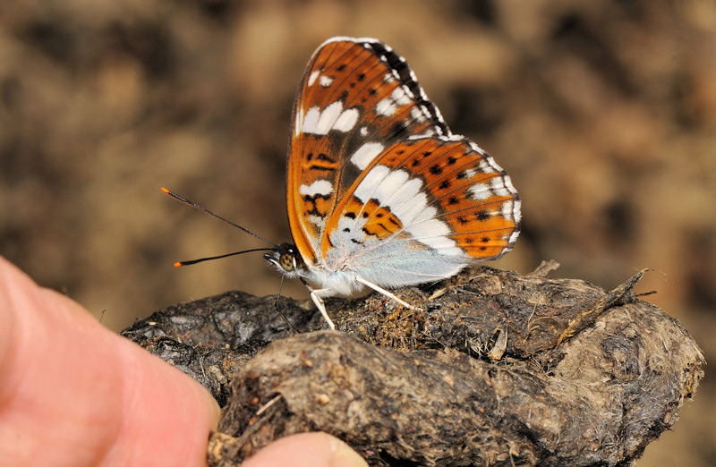 Limenitis camilla nella foresta di Jussy, Ginevra