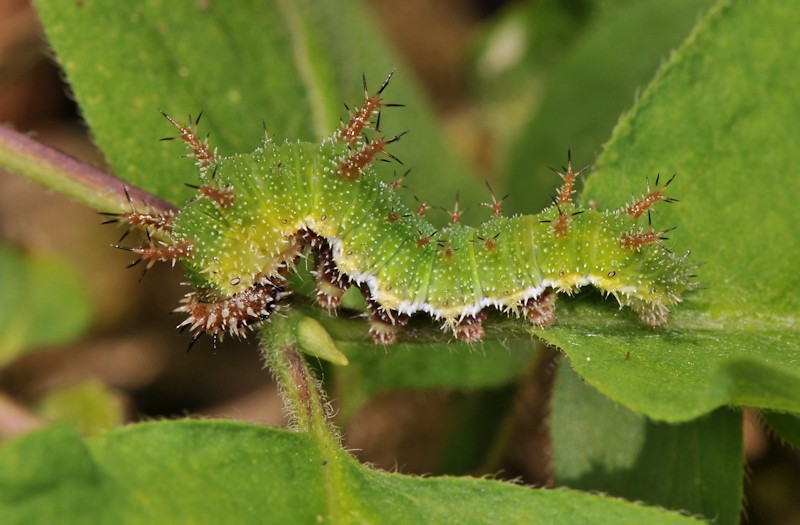 Limenitis camilla nella foresta di Jussy, Ginevra