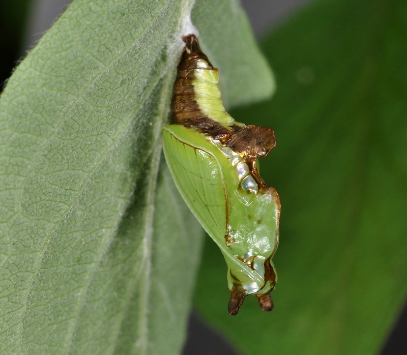 Limenitis camilla nella foresta di Jussy, Ginevra