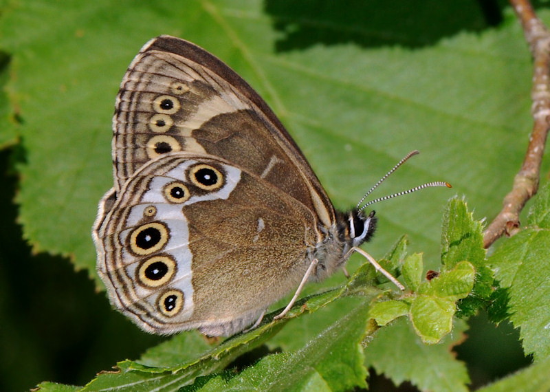 Lopinga achine nella foresta di Jussy, Ginevra