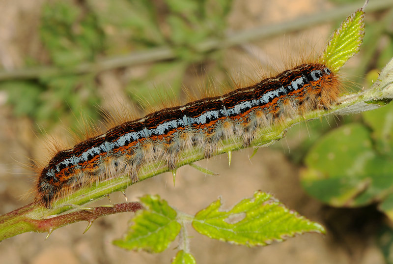 Identificazione bruco