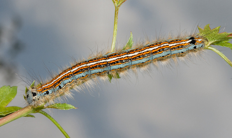 Identificazione bruco