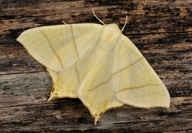 Ourapteryx sambucaria