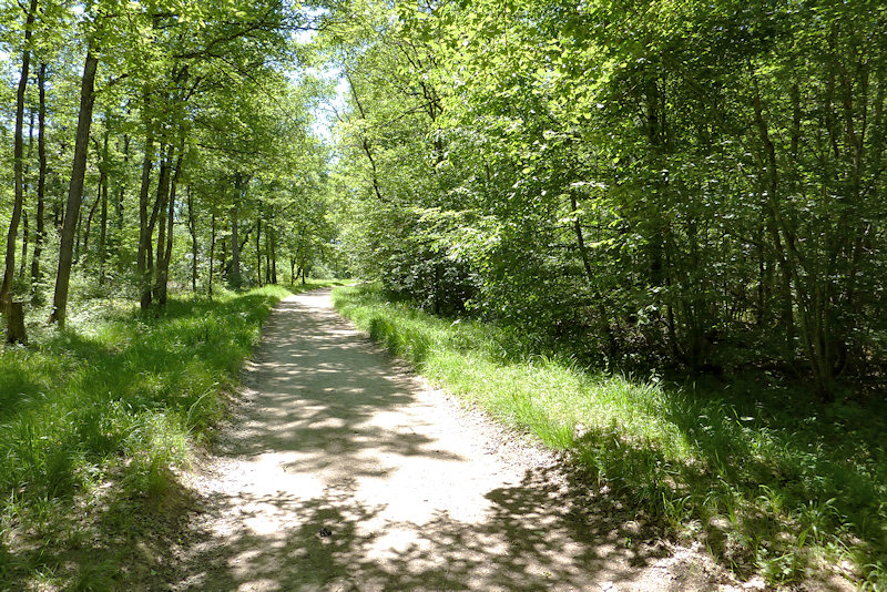 Lopinga achine nella foresta di Jussy, Ginevra